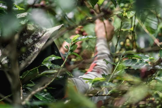 Colombia Seasonal