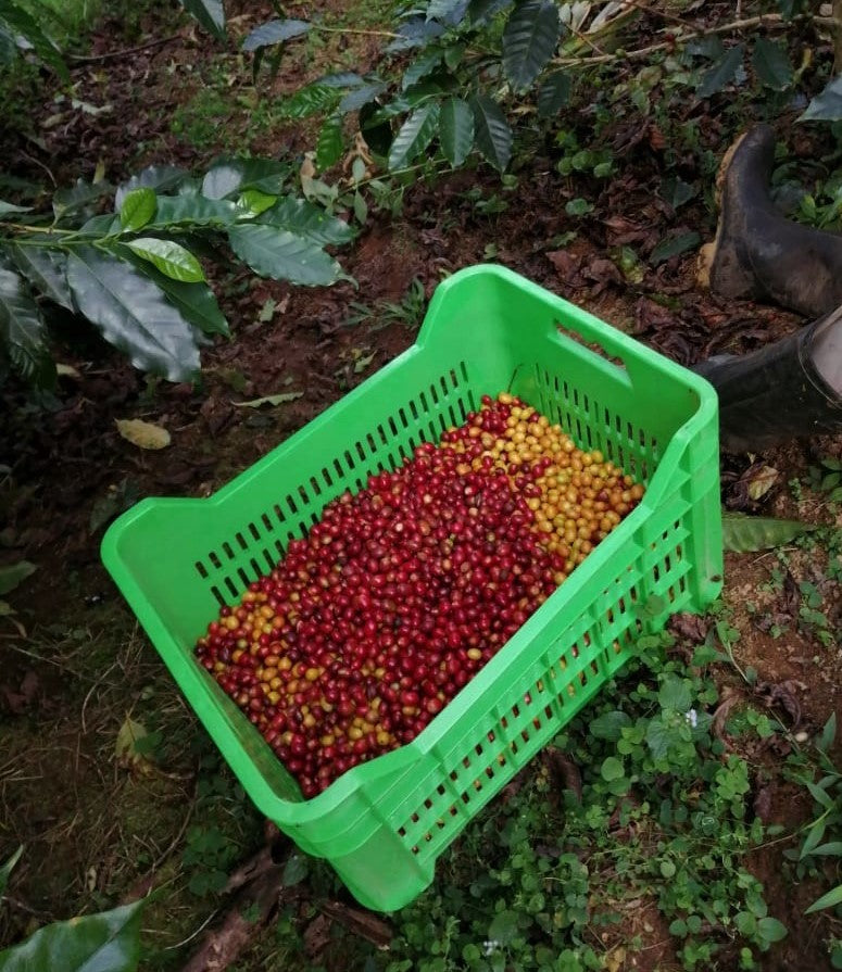 Peru Finca Tasta