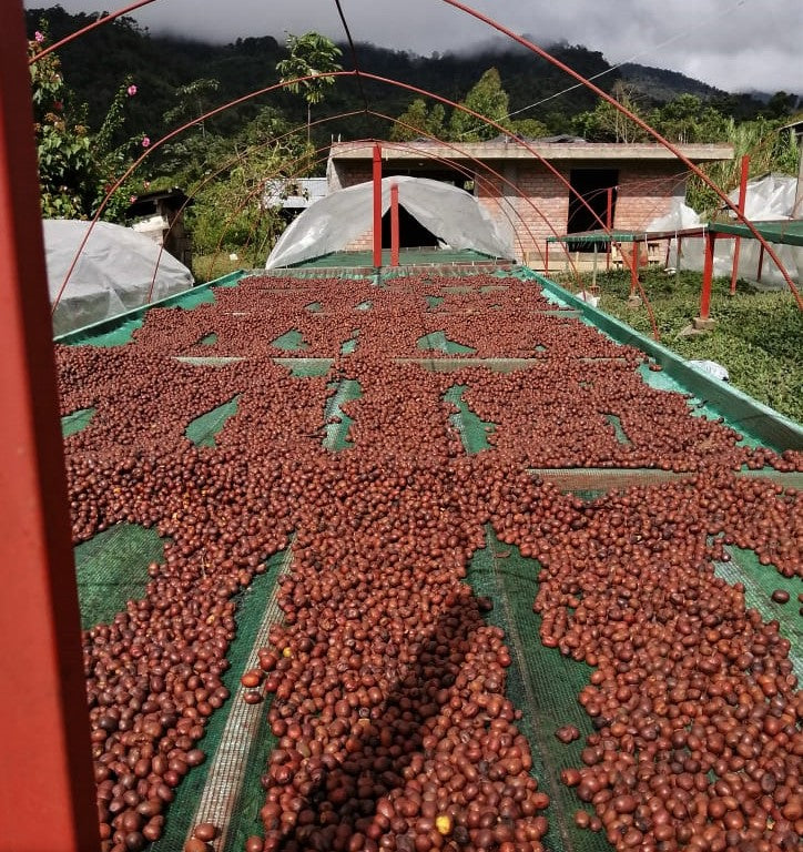 Peru Finca Tasta